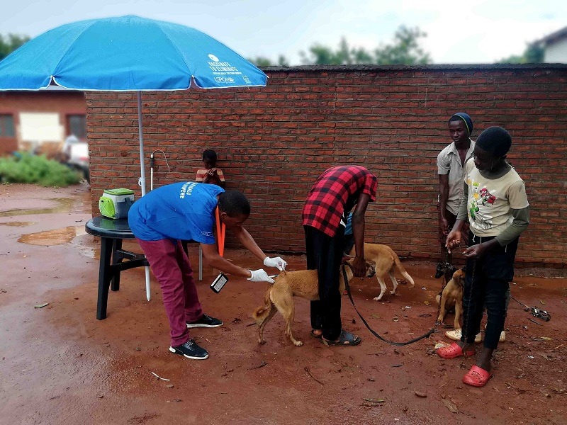 A dog being vaccinated and the data captured using the GARC Data Logger (GDL), saving time and money.