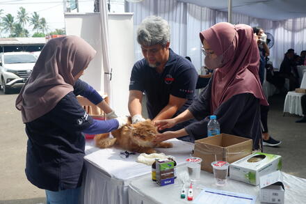 Boehringer Ingelheim, in collaboration with GARC, undertake a mass dog vaccination event in Sukabumi, Indonesia