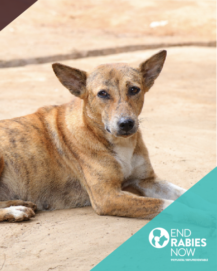 ERN Communities Against Rabies dog