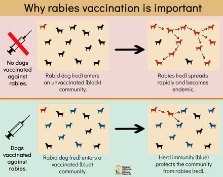 Dog vaccination coverage explanation learning aid by GARC