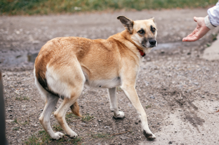 Scared dog - body language. Dog Welfare Certificate (DWC) course