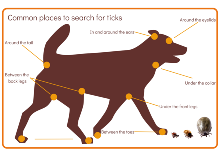 GARC infographic: Tick zones on a dog