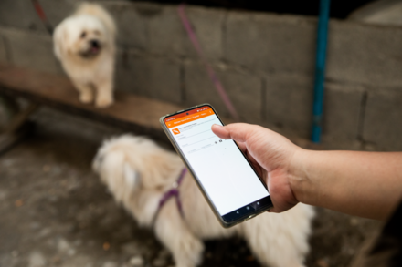 GARC app capturing data with white dogs in background, Philippines