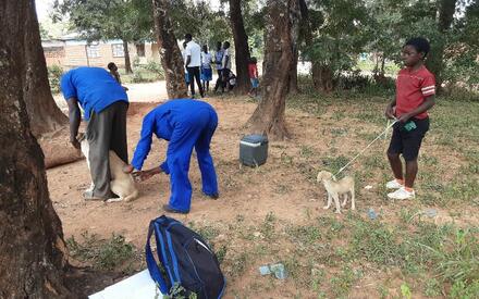Vaccinators vaccinate a dog in Malawi 2022
