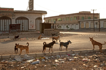 Street dogs in North Africa at sunrise. Credit: huseyintuncer, Getty Images Signature