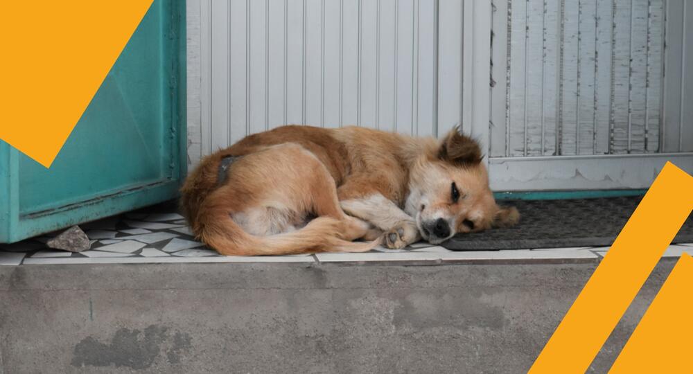 Dog lying in doorway, Madagascar