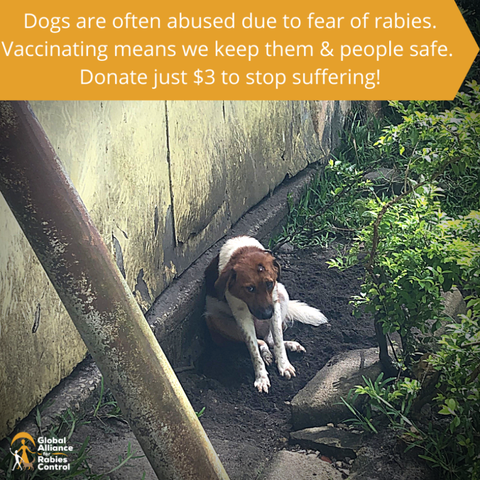 #3ToBeFree from rabies in Zanzibar. Help GARC, a trusted charity, raise money to vaccinate more dogs and prevent them being abused and mistreated.