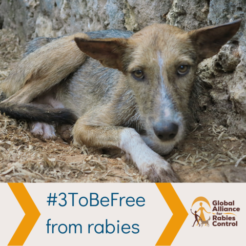 #3ToBeFree from rabies in Zanzibar. Help GARC, a trusted charity, raise money to vaccinate more dogs.