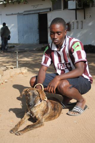 Zimbabwe animal welfare agency vaccinated over 6,000 dogs in 2017 | Global  Alliance for Rabies Control