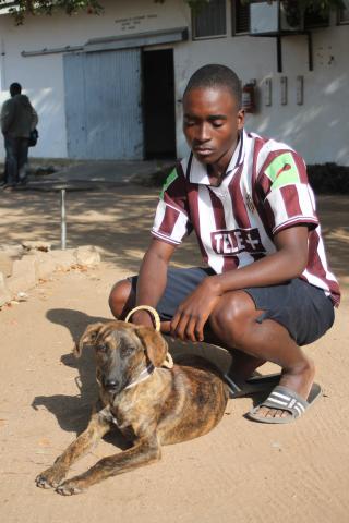 Zimbabwe animal welfare agency vaccinated over 6,000 dogs in 2017 | Global Alliance for Rabies Control Zimbabwe animal welfare agency vaccinated over 6,000 dogs in 2017 | Global Alliance for Rabies Control