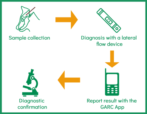 Rapid In-field diagnosis and epidemiology of Rabies (RAIDER) toolkit explanatory diagram, by GARC. 