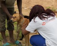 Près de 1800 chiens ont été vaccinés pendant la première semaine de la campagne de vaccination de masse à Harare, au Zimbabwe, en mars 2018.