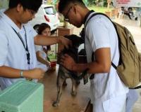Un étudiant de la CVSU, récemment diplômé du GEP, aide à vacciner les chiens dans leur communauté.