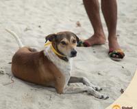 Vaccinated dog on beach with collar