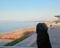 Dog staring out to sea, Greece