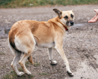 Dog body language: Dog Welfare Certificate (DWC) course