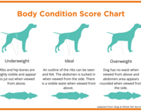 Dog Body Condition Score Chart