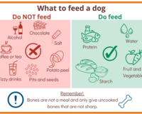 What to feed a dog