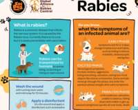 English Rabies Poster
