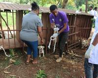 Beyond Students for Change vaccinates dogs against rabies in Ethiopia.