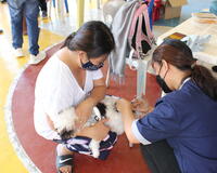Owner holds dog while it is vaccinated against rabies, Philippines.