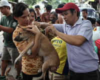 Owner holds dog while it is vaccinated against rabies. Philippines.