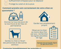 home quarantine guide for dogs FR
