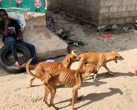 Malnourished street dogs roam the streets of Zanzibar.