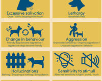 Rabies signs in dogs learning aid by GARC