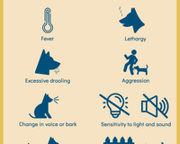 rabies signs in dogs infographic, GARC