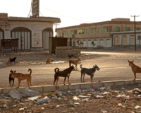 Street dogs at sunrise, North Africa. 