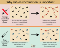 importance of dog vaccination