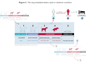 Dog-mediated rabies cycle