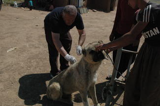 Kurdistan Organization for Animal Rights Protection, a shortlisted nominee for the GARC World Rabies Day awards 2020