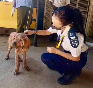 Zimbabwe National Society for the Prevention of Cruelty to Animals (ZNSPCA), GARC World Rabies Day 2020 shortlisted nominees