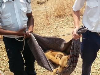 Zimbabwe National Society for the Prevention of Cruelty to Animals (ZNSPCA), GARC World Rabies Day award shortlisted demonstrating their sterilization activities.