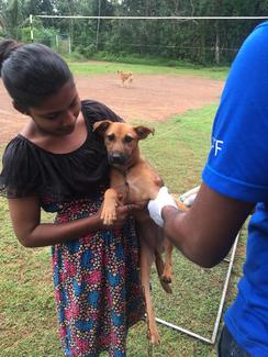 Dr. Chamith Nanayakkara: Vaccination in field