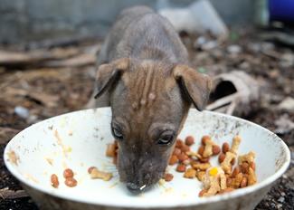 Miss Henna Pekko: Feeding