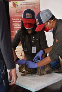 Pusat Kesehatan Hewan: Cat vaccination