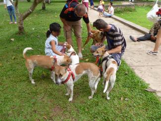 Angkor Dog Social
