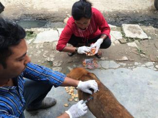 Anti Rabies vaccination at Patan Durbar Square