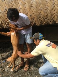 World Rabies Celebration Barangay Magsaysay Norte, Cabanatuan City, Nueva Ecija.. MOTORCADE, MASS VACCINATION & INFO DRIVE