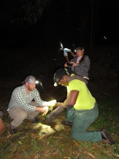 Dr. Clint Morgan (CDC) - left, Mr. Robert Griffith (Trinidad) - right and Dr. Sonia Cheetham-Brow (Grenada) extract a bat from a mist net