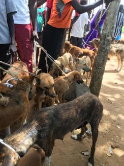 Photos from World Rabies Day event in Amuru/Pabbo, 2018