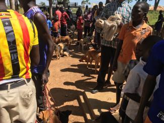 Photos from World Rabies Day event in Amuru/Pabbo, 2018