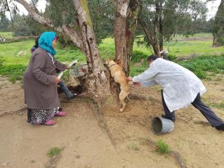 implication de la femme rurale dans les actions de vaccination des chiens difficiles dans les zones rurales