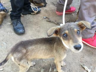 Photos from World Rabies Day event in Amuru/Pabbo, 2018