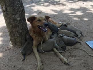 Photos from World Rabies Day event in Amuru/Pabbo, 2018