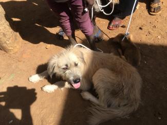 Photos from World Rabies Day event in Amuru/Pabbo, 2018