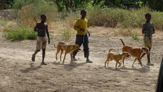 Children Bringing dogs for vaccine